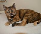 Tabby