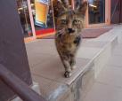Tabby