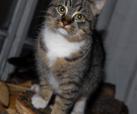 Sophy