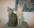 Daniel und Pinky