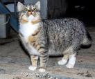 Sophy