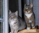 Anni und Sophy