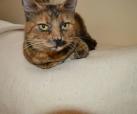 Tabby