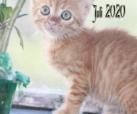 Sweety