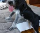 Arto 