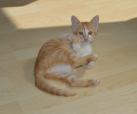 Little Tisho 