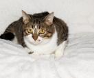 Richelle FIV+ 