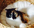 Muffin (Lizzy)