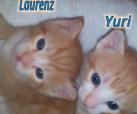 Laurenz 