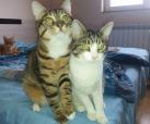 Miss Marple & Watson