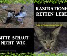 KASTRATIONEN RETTEN LEBEN