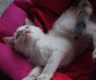 Miou Miou